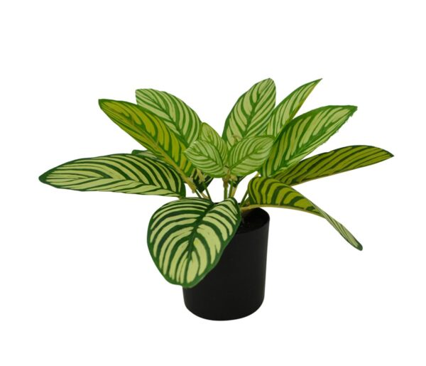 Dieffenbachia Plant