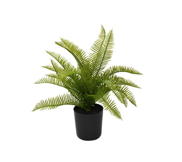 Fern in Pot