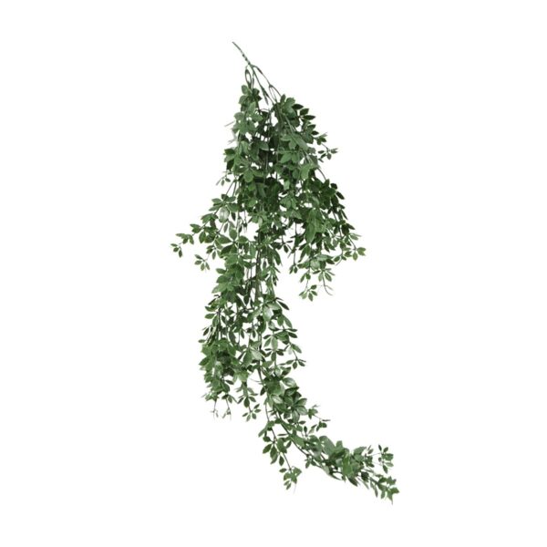 Climbing Plant