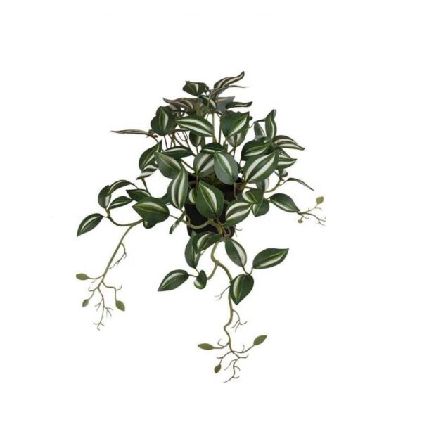 Hanging Plant