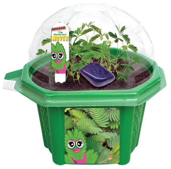 Morgan the Mighty Mover Micro Terrarium